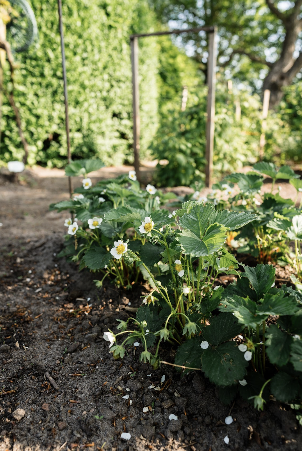 Erdbeerpflanzen mit weißen Blüten auf einem Gartenbeet im Sonnenlicht, im Hintergrund ein Holzzaun und grüne Bäume.
