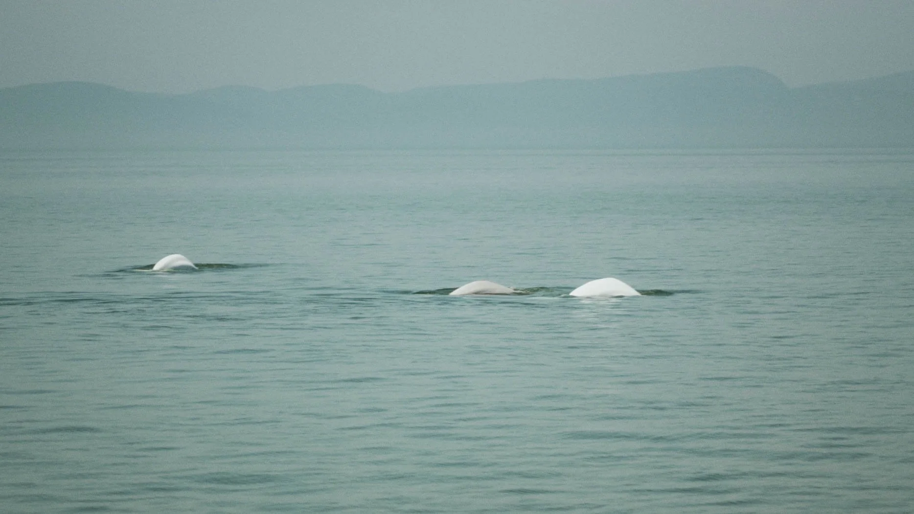 ÉPISODE #5_VF_test_béluga.00_01_25_05.Still033.jpg