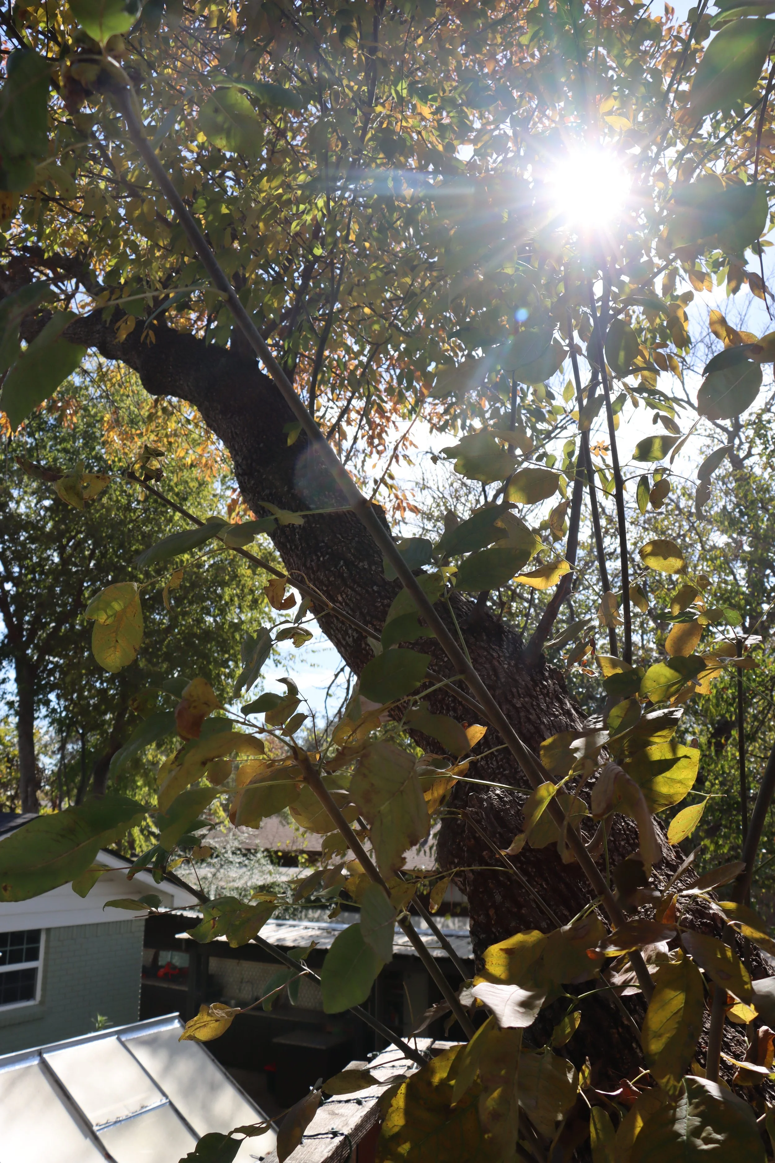 Sunlight filtering through the leaves of a tree, with branches and a part of a house roof visible below.
