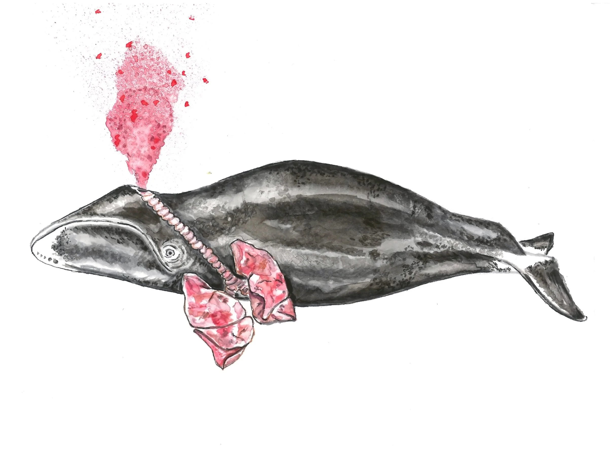 whale.jpg