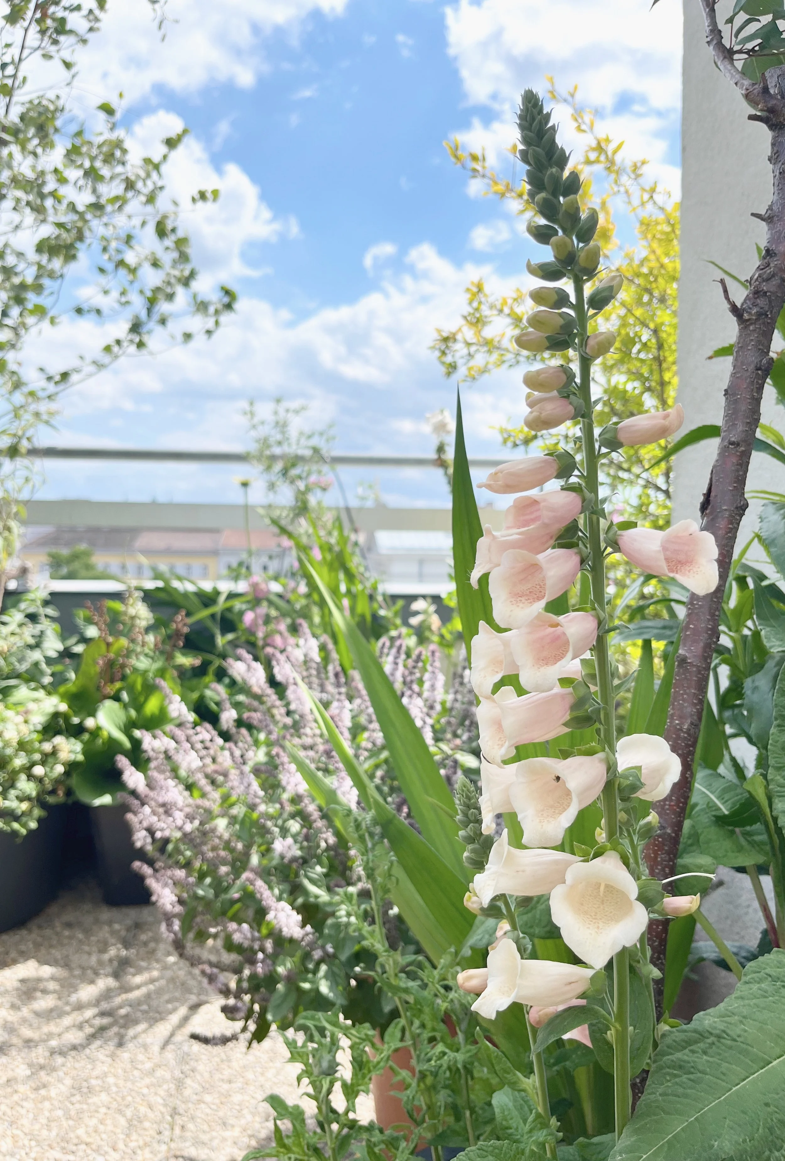 Balkon mit Stauden als Teil des Wohnraums