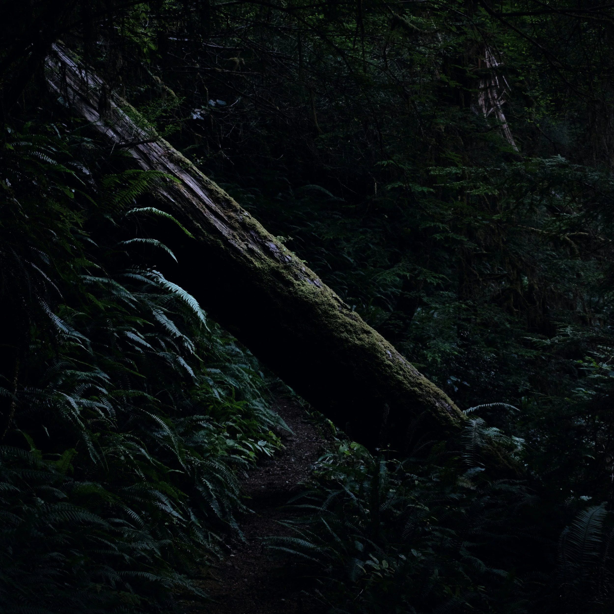 Dark, dense forest with a large fallen tree covered in moss blocking a narrow path.