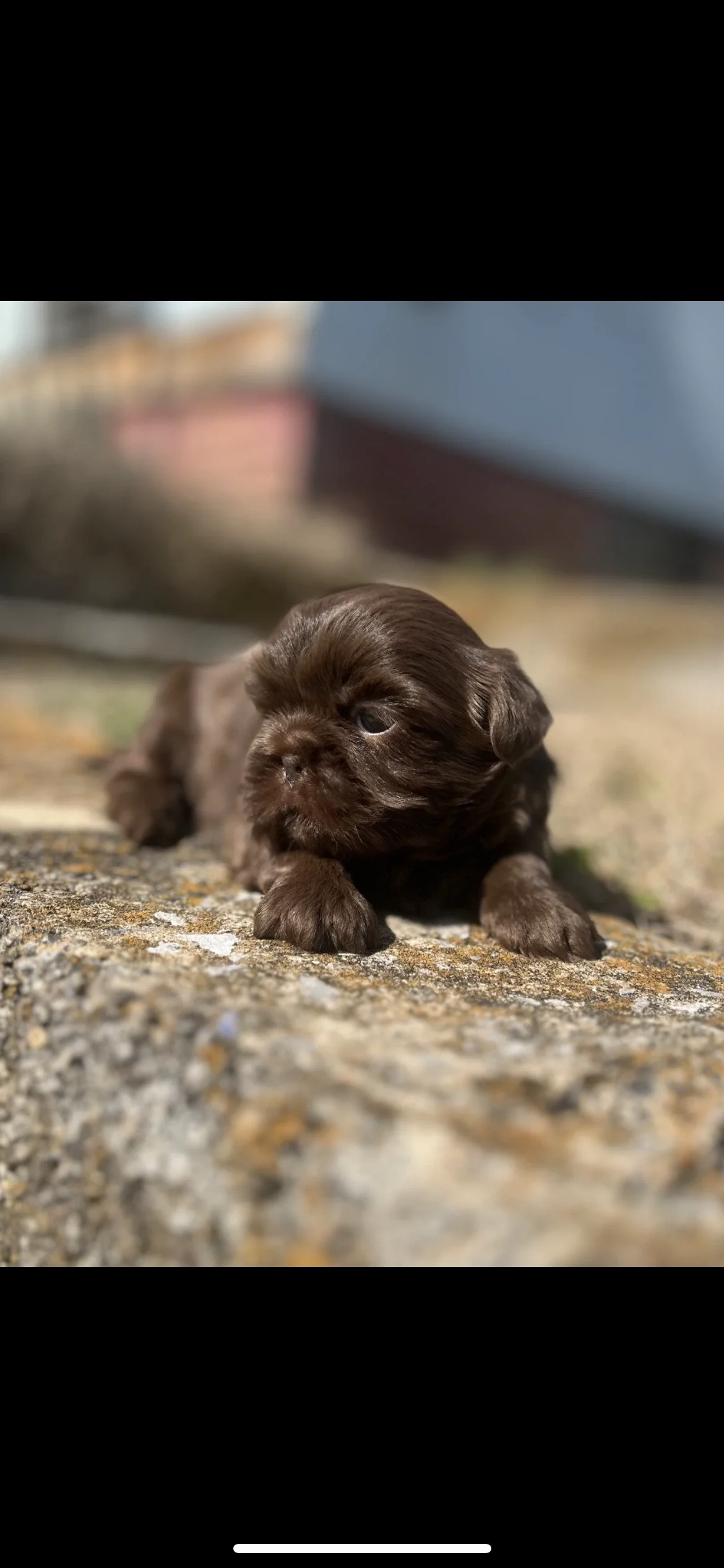 A small brown puppy lying on a rough concrete surface outdoors.
