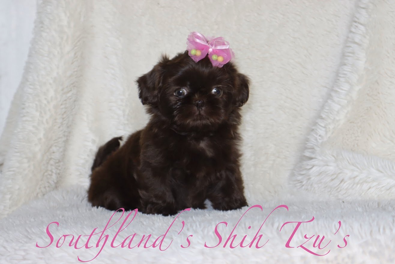 A small brown puppy with a pink bow on its head, sitting on a soft white blanket with a white background. Text overlay reads 'Southland's Shih Tzu's'. chocolate puppy. liver shih tzu.