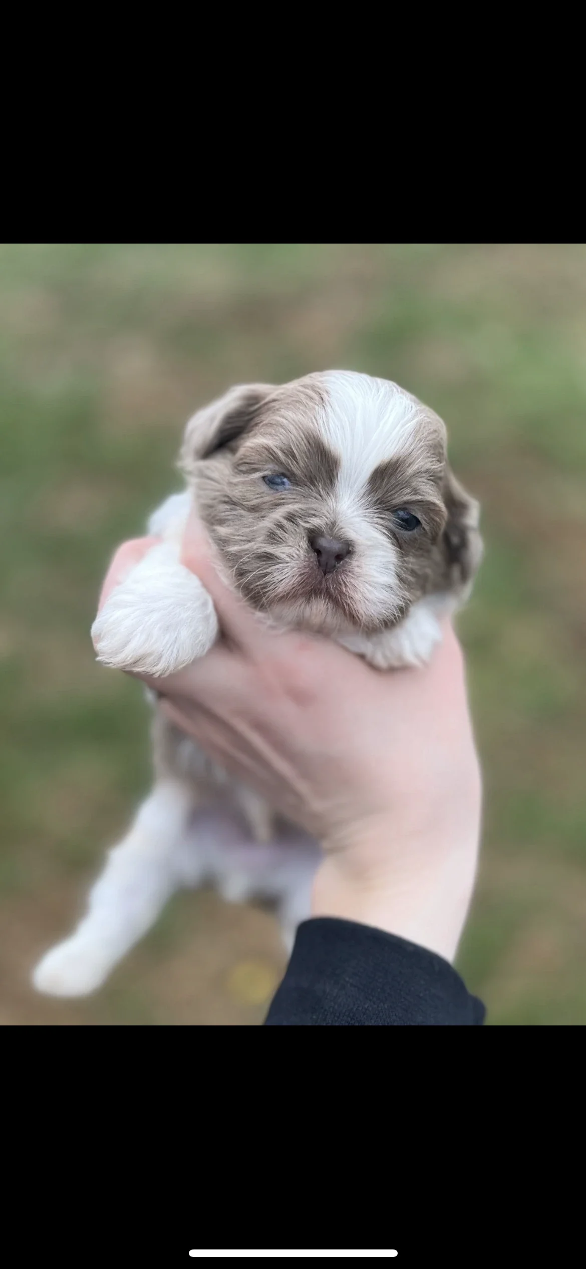 lilac and white shih tzu/lavender and white shih tzu.