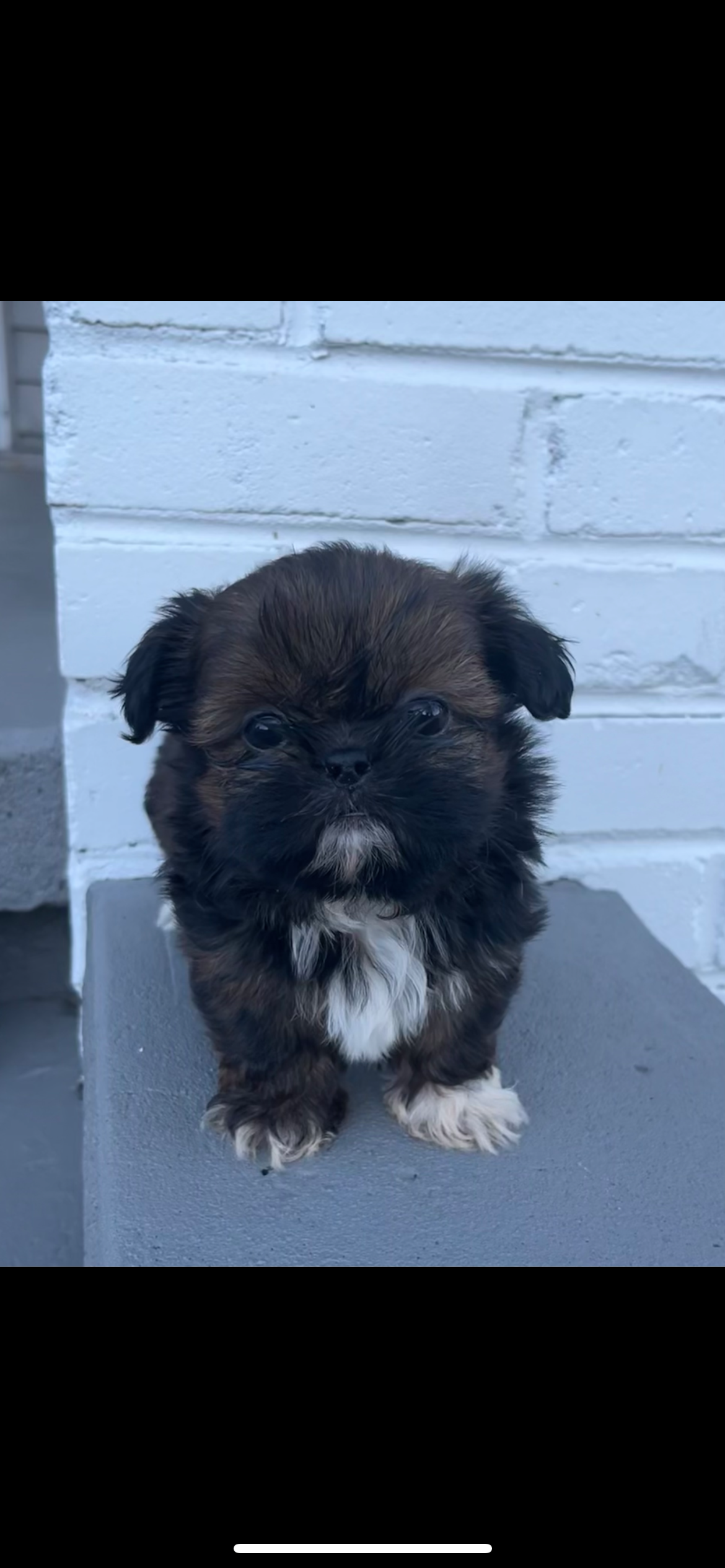 Small fluffy puppy with dark brown, black, and white fur sitting on a gray surface in front of a white brick wall.
