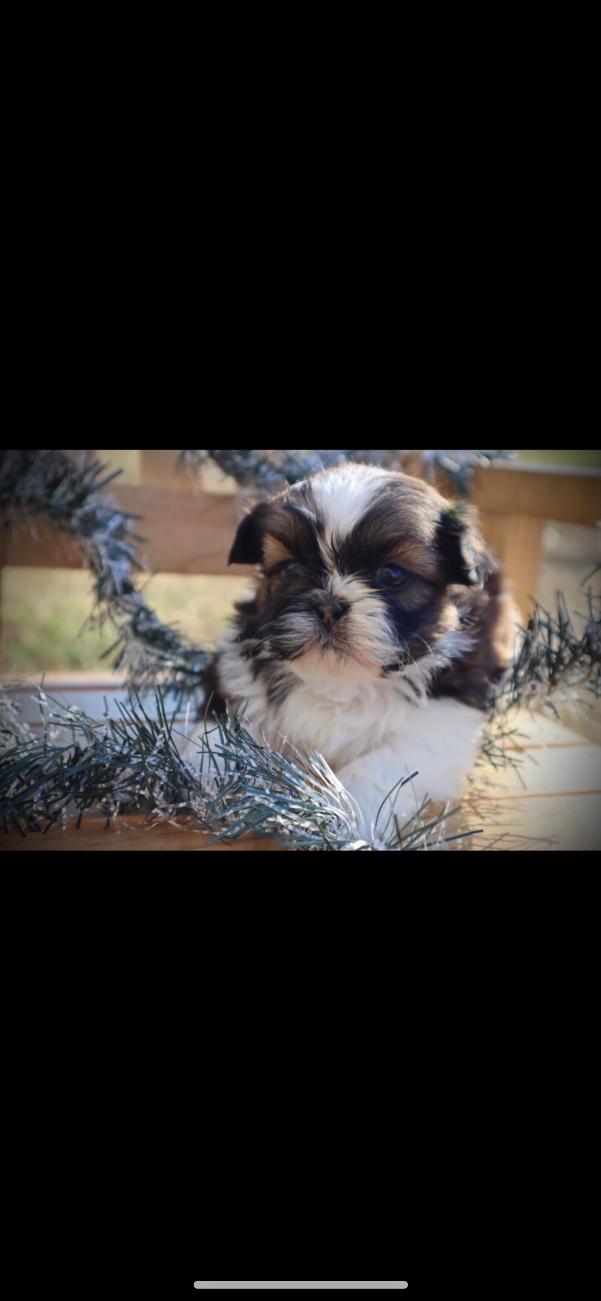 A small puppy with black, white, and brown fur sitting surrounded by silver tinsel, on a wooden surface with a blurred outdoor background.