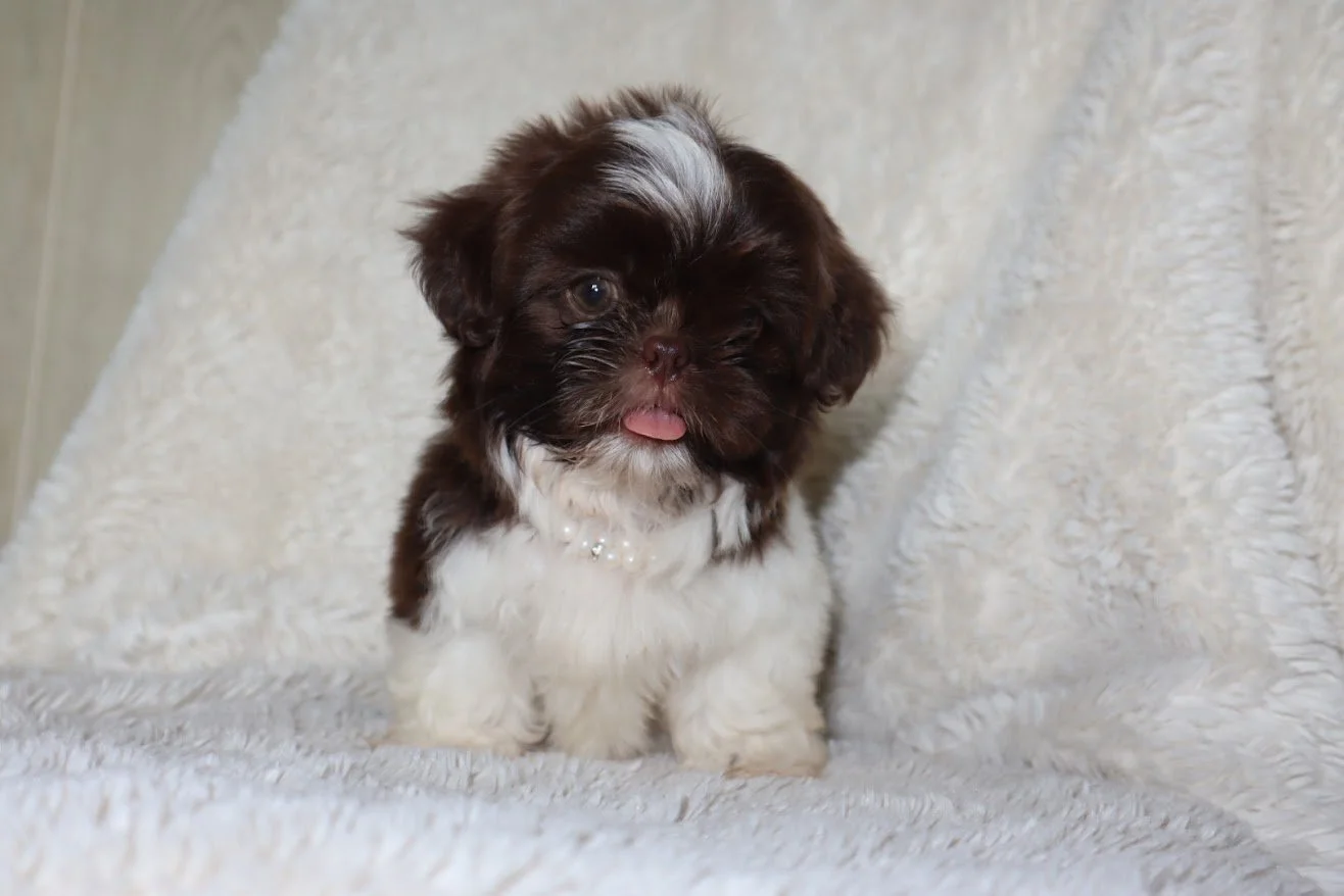 A small brown and white puppy with a pearl necklace sitting on a soft white blanket. liver and white shih tzu puppy.