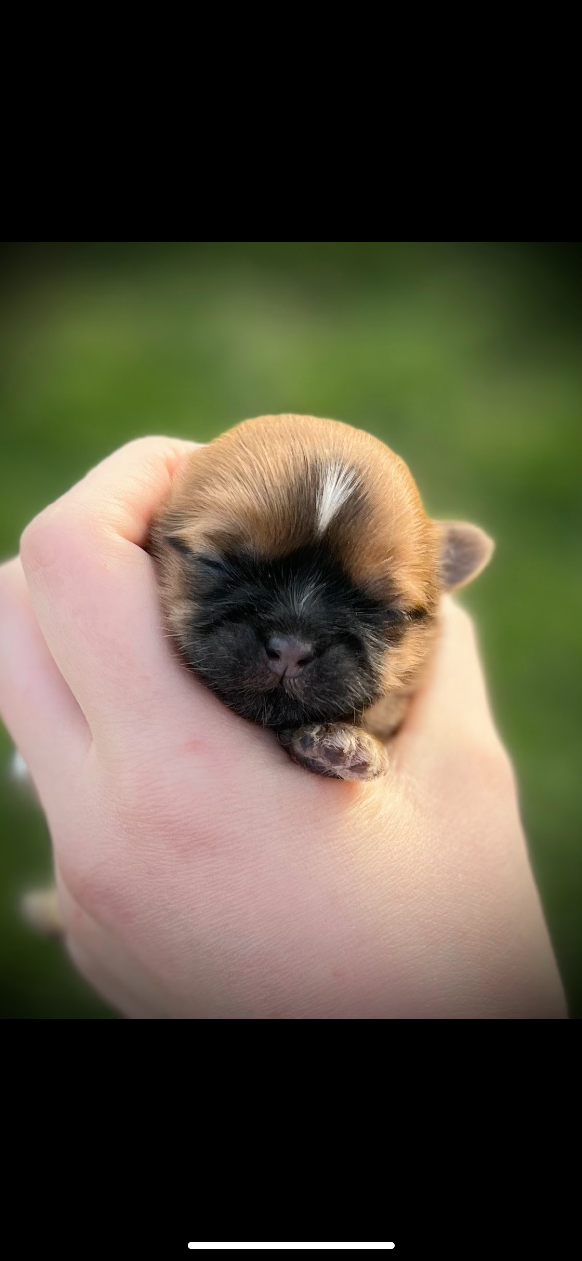 Small, brown and black puppy sleeping in a person's hand with a blurred green background.