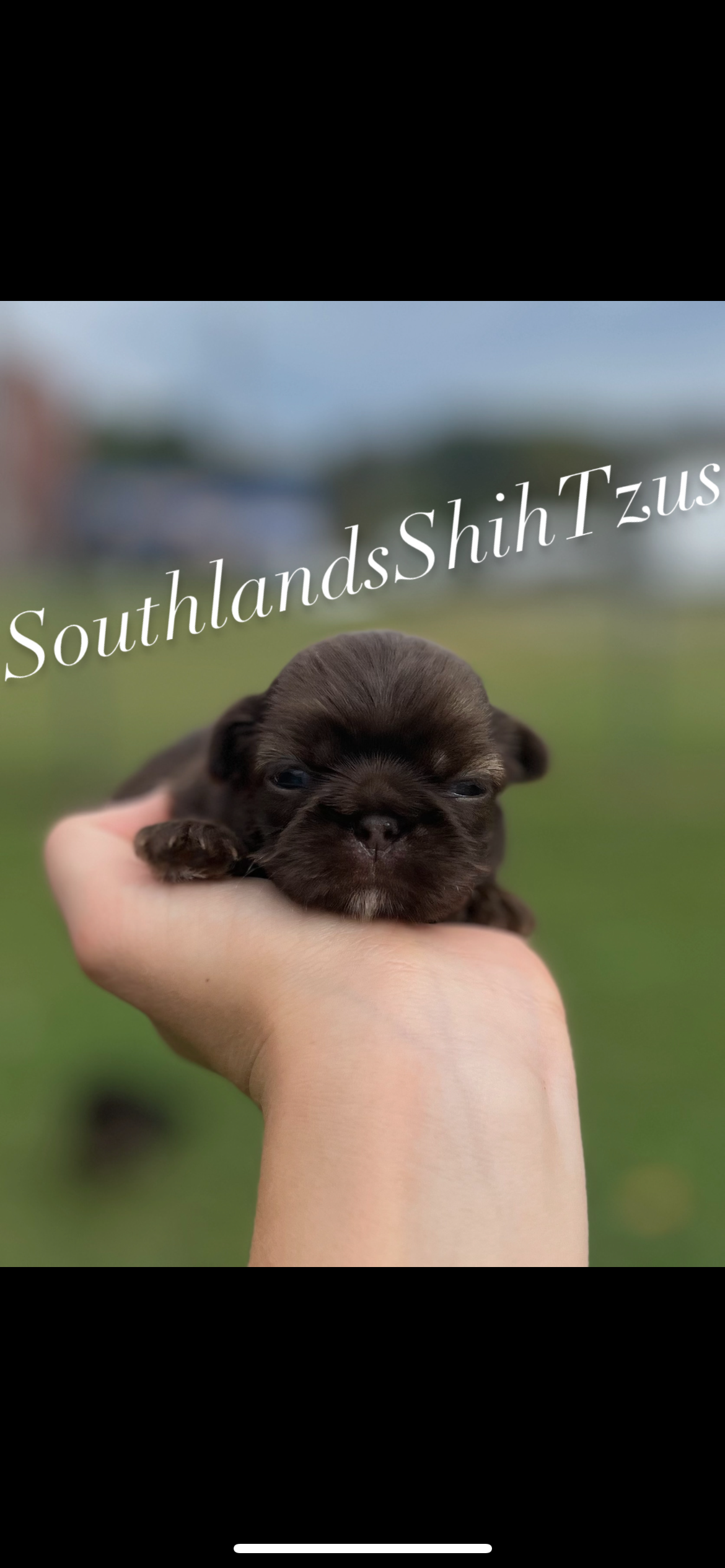 A small black puppy being held in a person's hand with a grassy outdoor background and the text "SouthlandShihTzus" across the image.