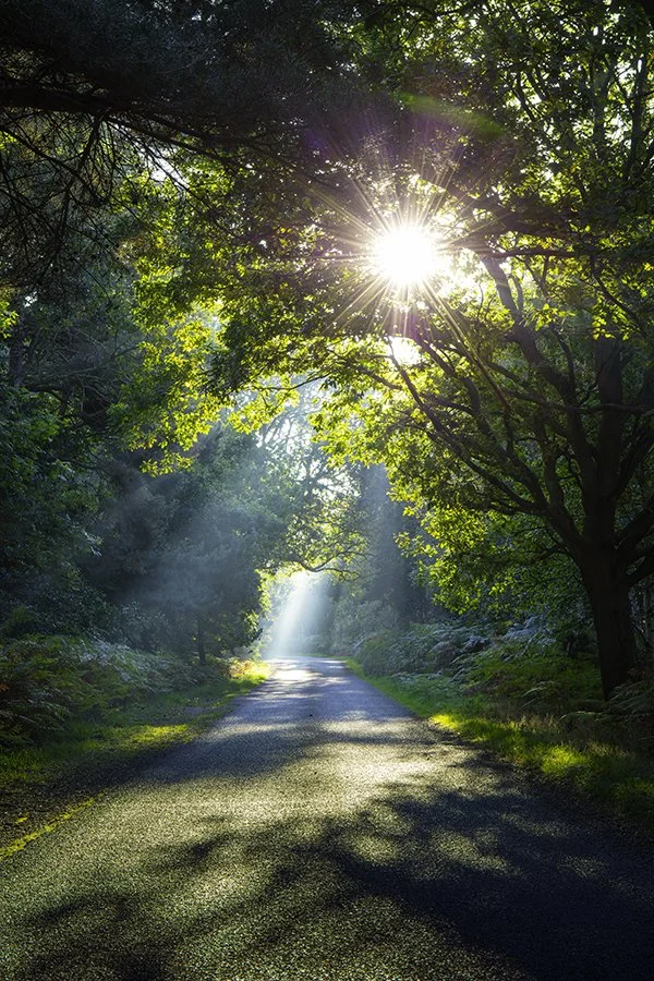 Tunstall Forest Suffolk