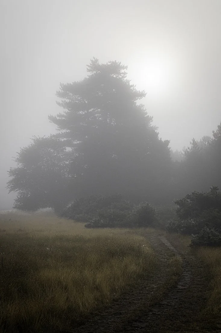 Morning Mist, Tunstall Forest Suffolk