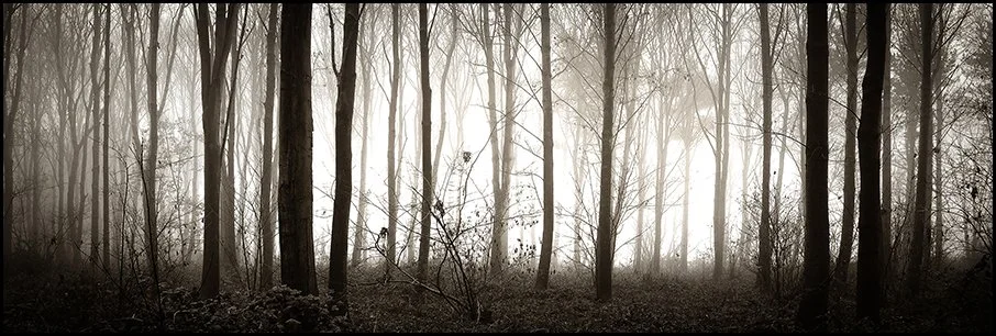 01 Tunstall Forest Mist