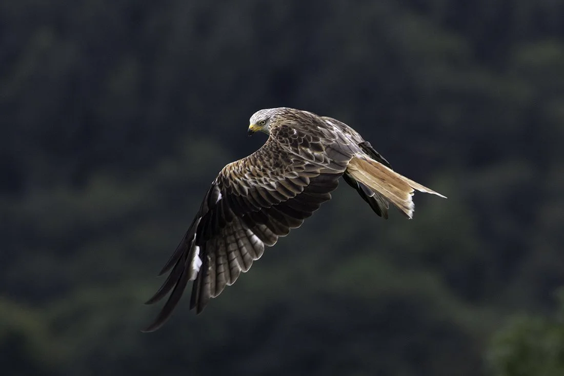 Red Kite - Scotland