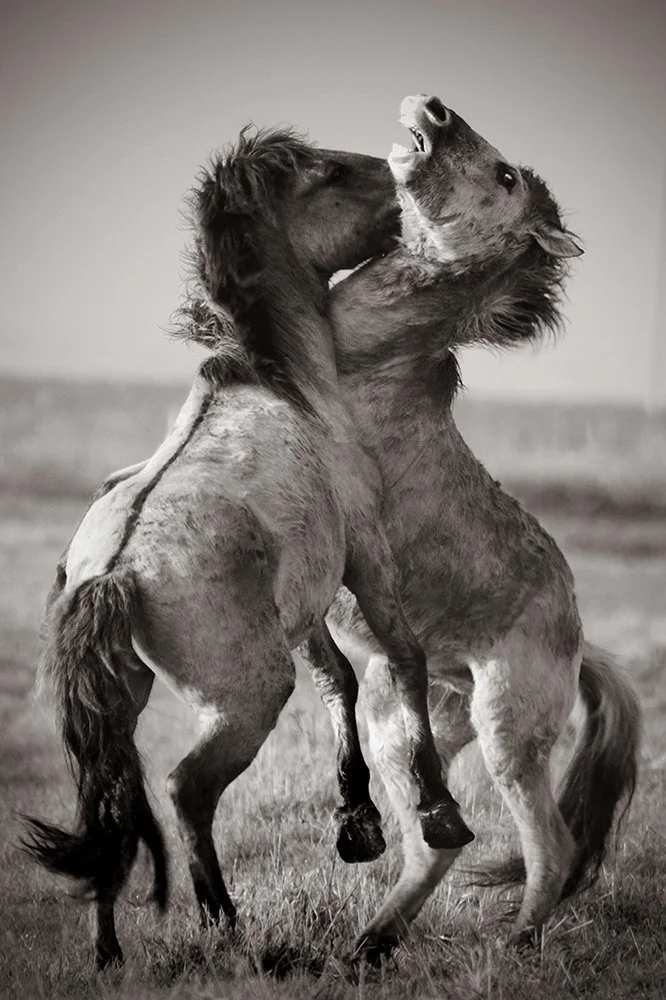 03 Sparring Partners