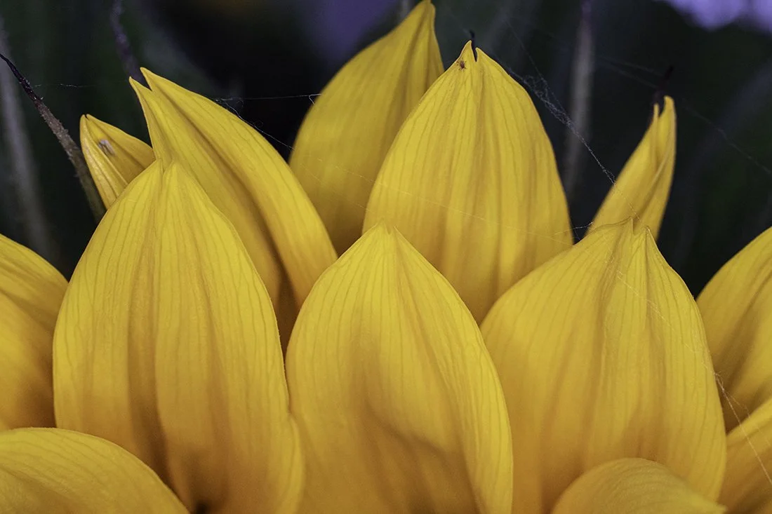 Sunflower Detail