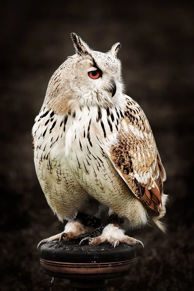 05 Siberian Eagle Owl 