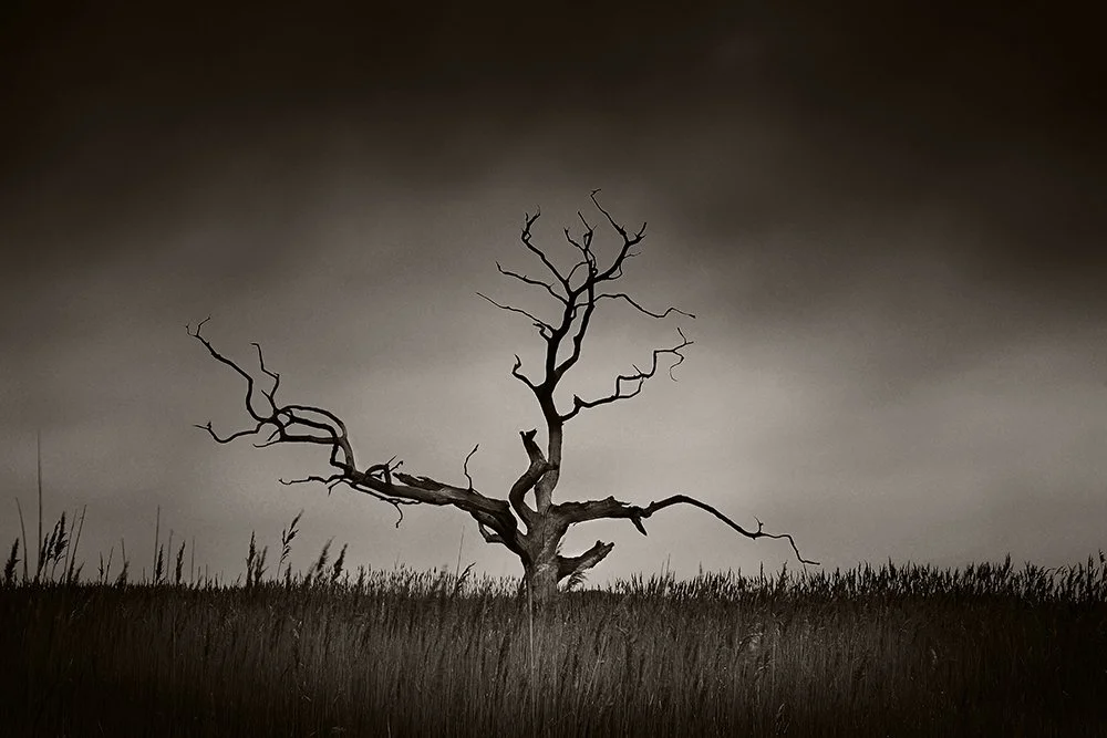 01 Alone On The Marsh