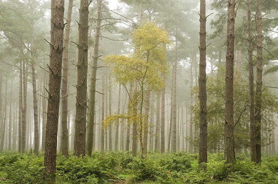 Tunstall Forest Suffolk