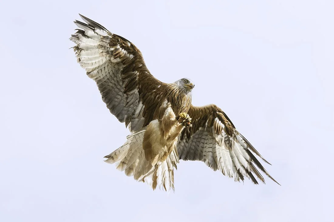 Red Kite - Stonham Owl Sanctuary