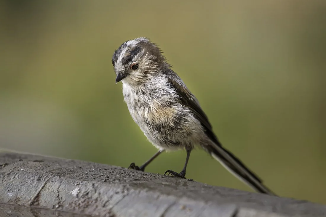 Long-Tailed Tit