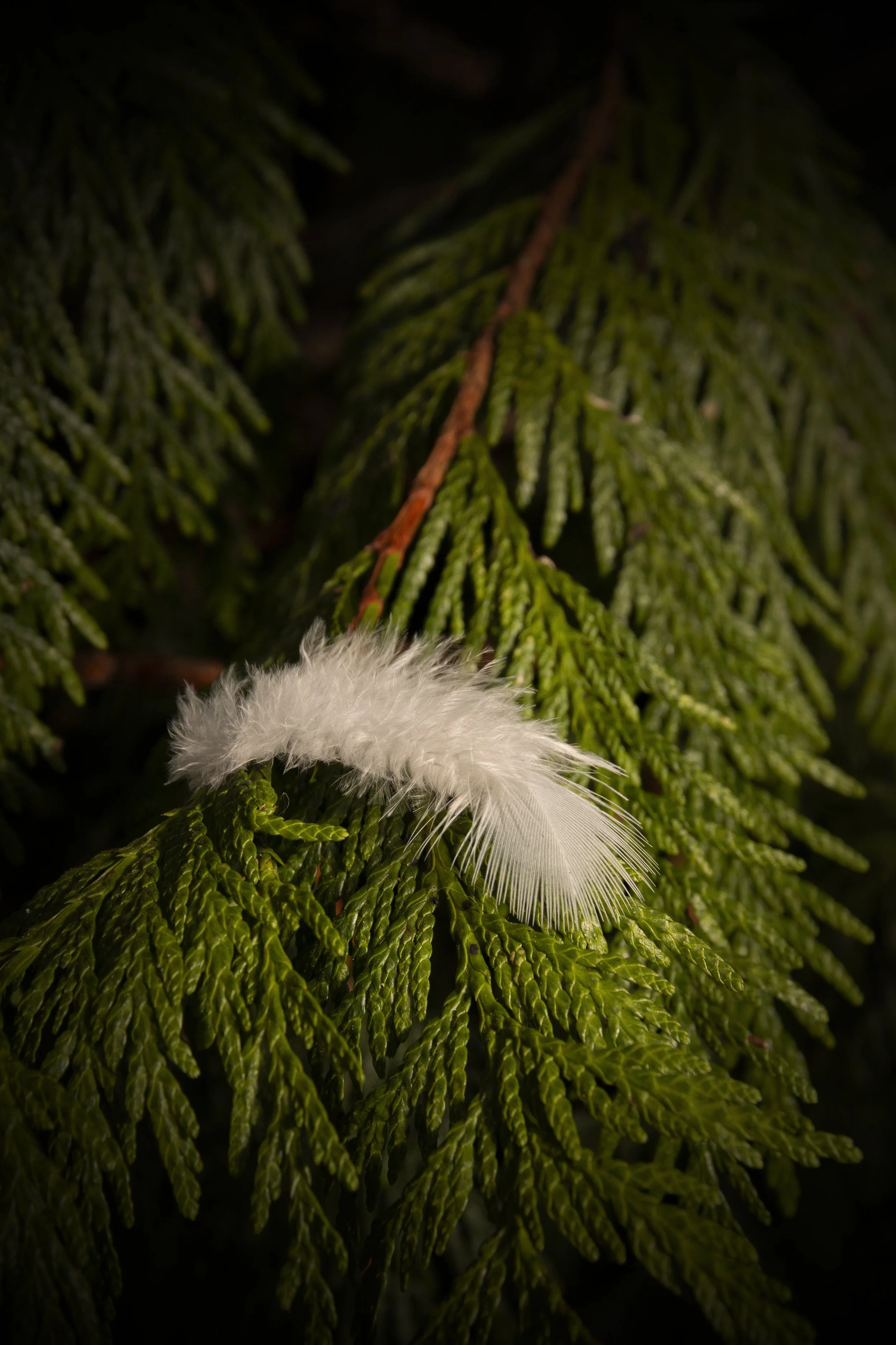 Pine & Feather