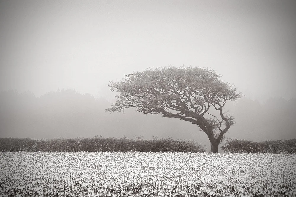 02 Wind Blown Benacre