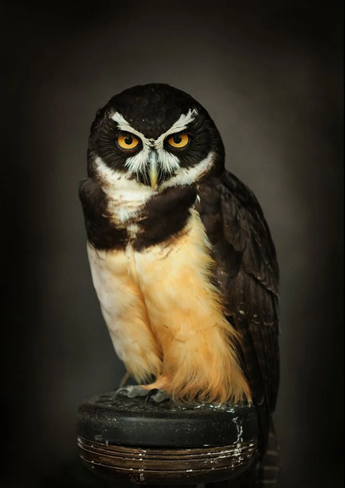 02 Spectacled Owl 