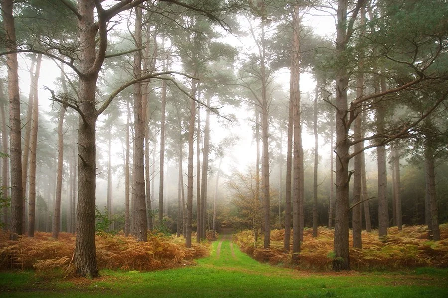 Tunstall Forest Suffolk