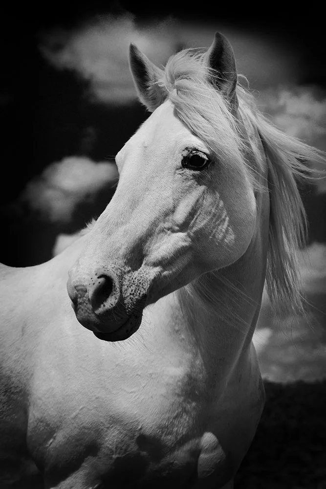05 Camargue Portrait 