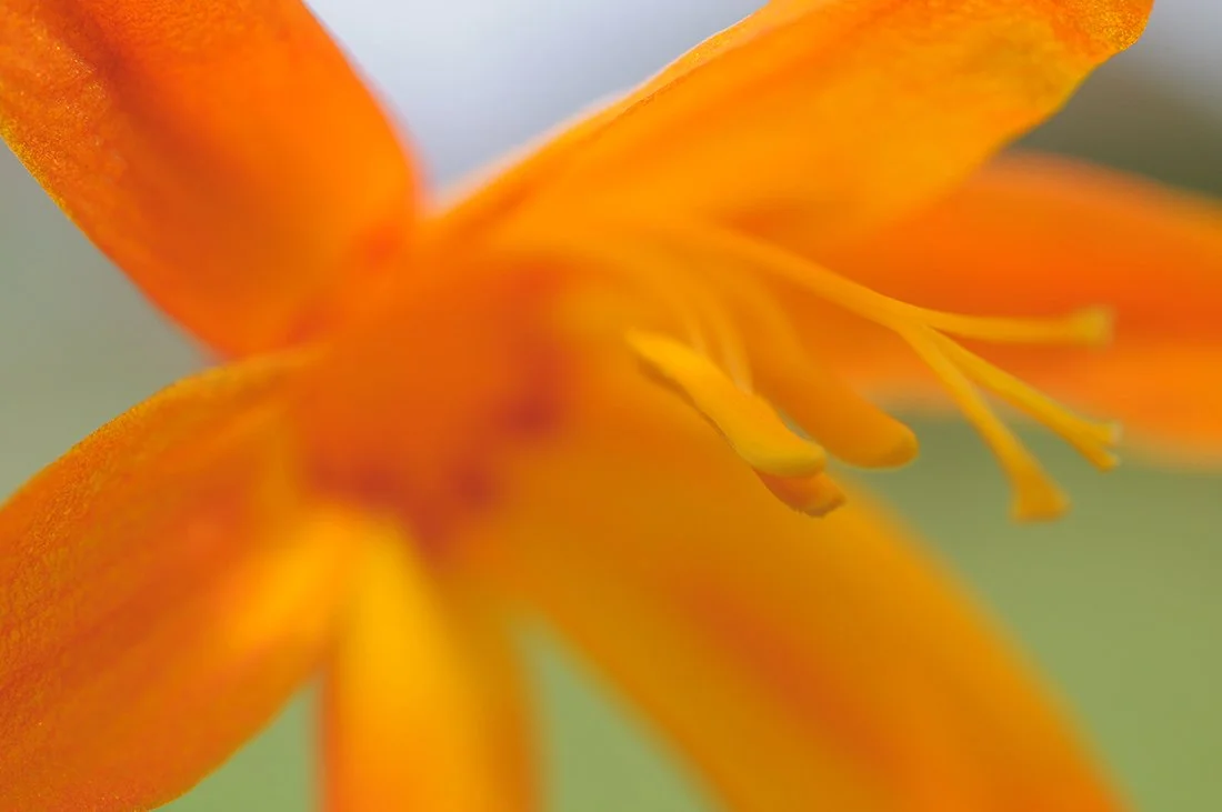 Monbretia