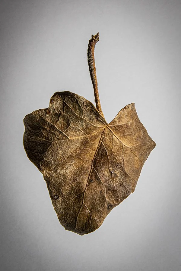 Dead leaf