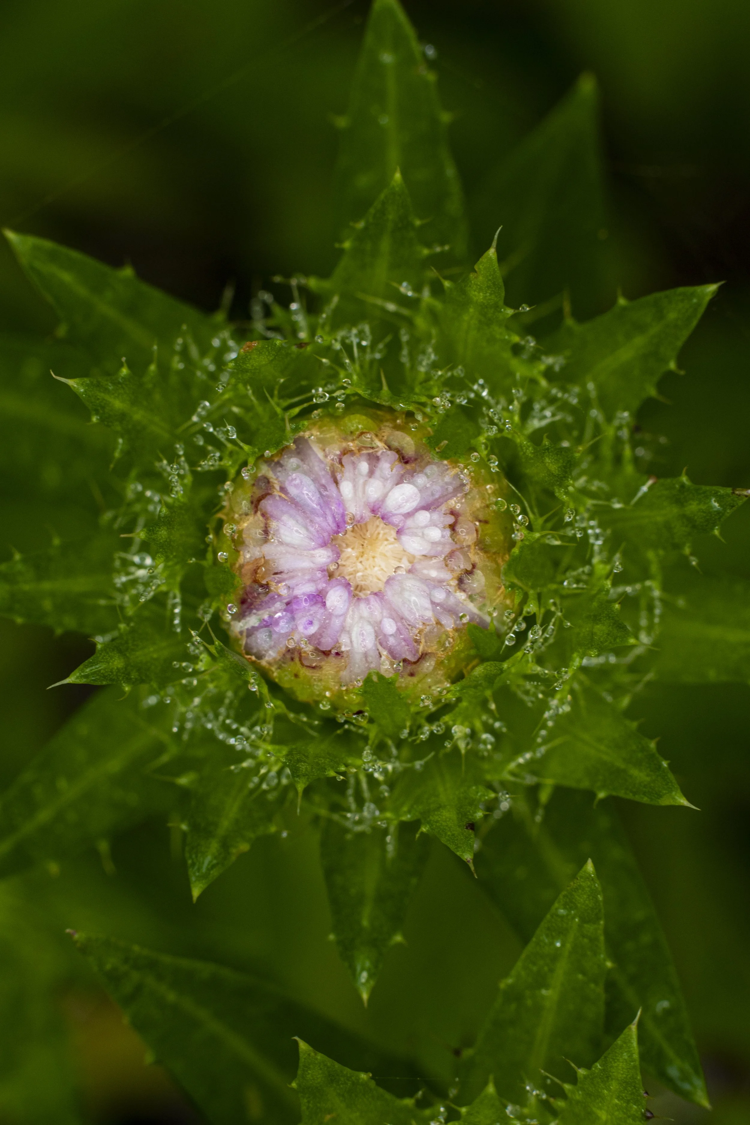 Knapweed