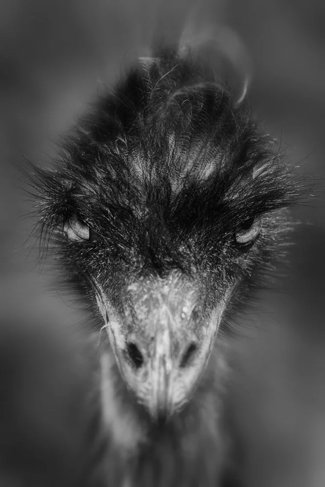 10 Intimidating Stare 