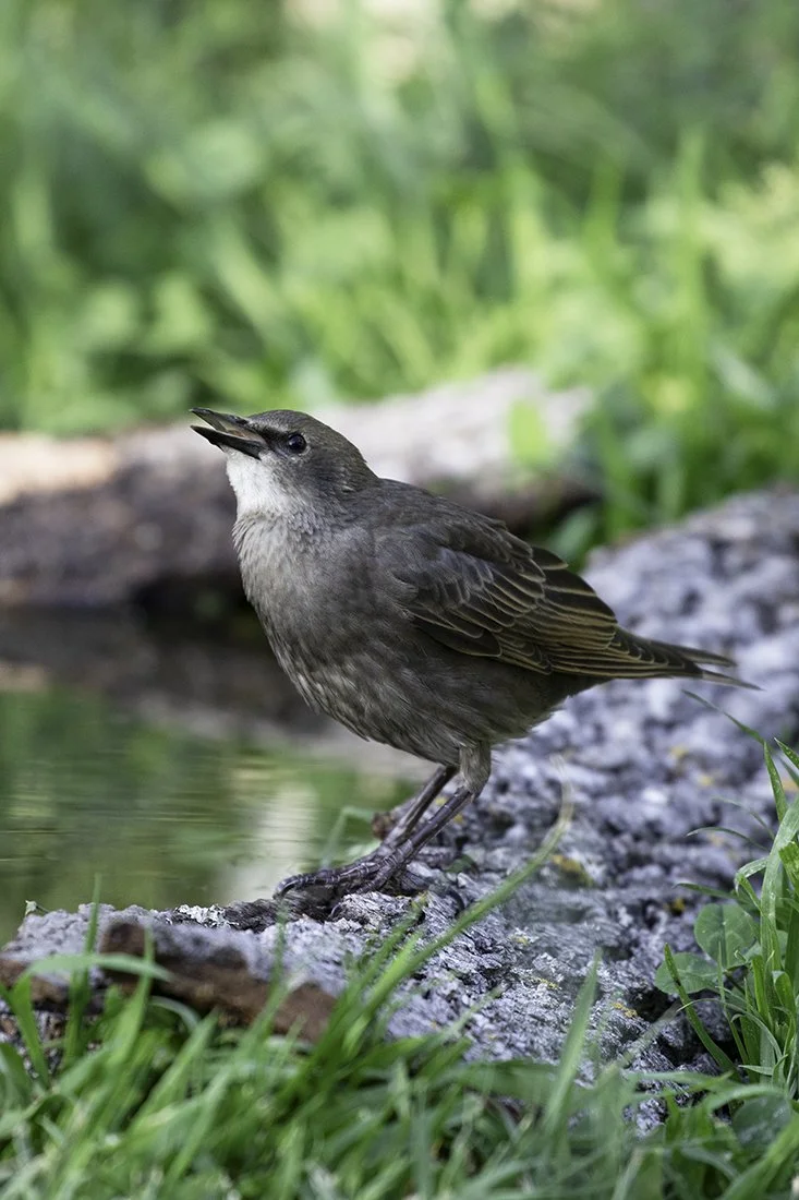 Young Starling at Water's Edge
