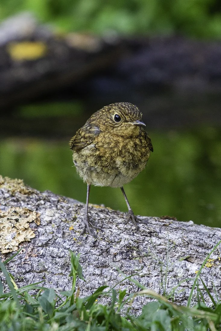 Wren