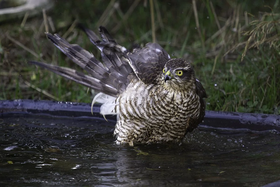 Sparrowhawk Bathing