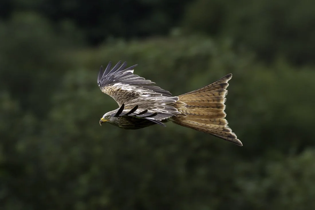 Red Kite - Scotland