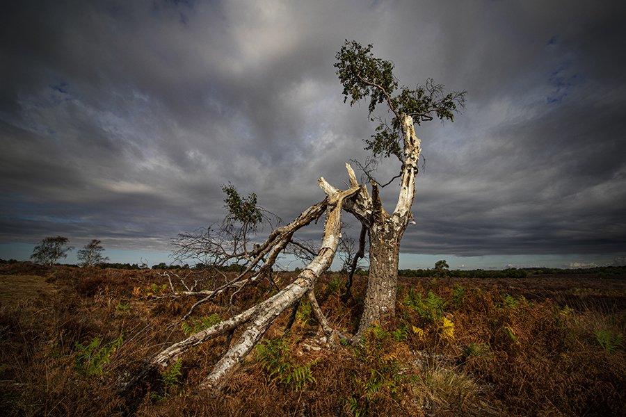 Collapsed Branch on Westleton Heath