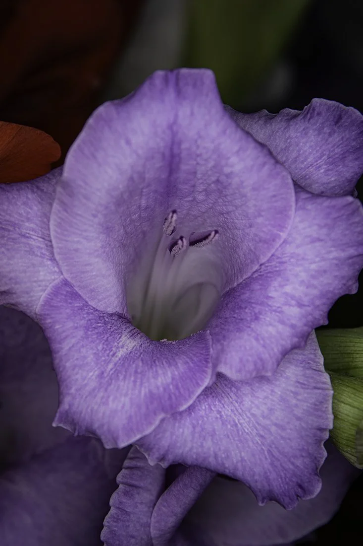 Lilac Gladiola