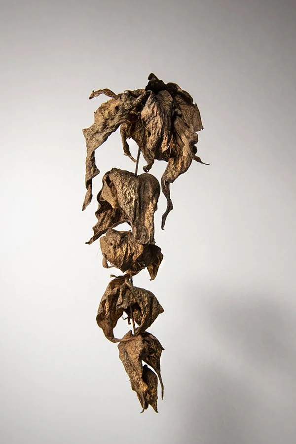 Himalayan Honeysuckle