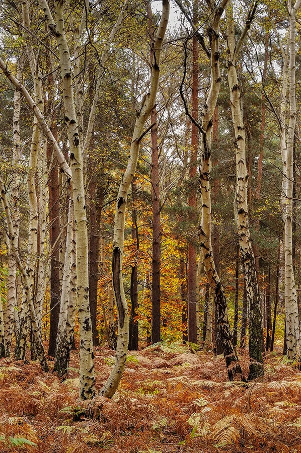 Rendlesham Forest Suffolk