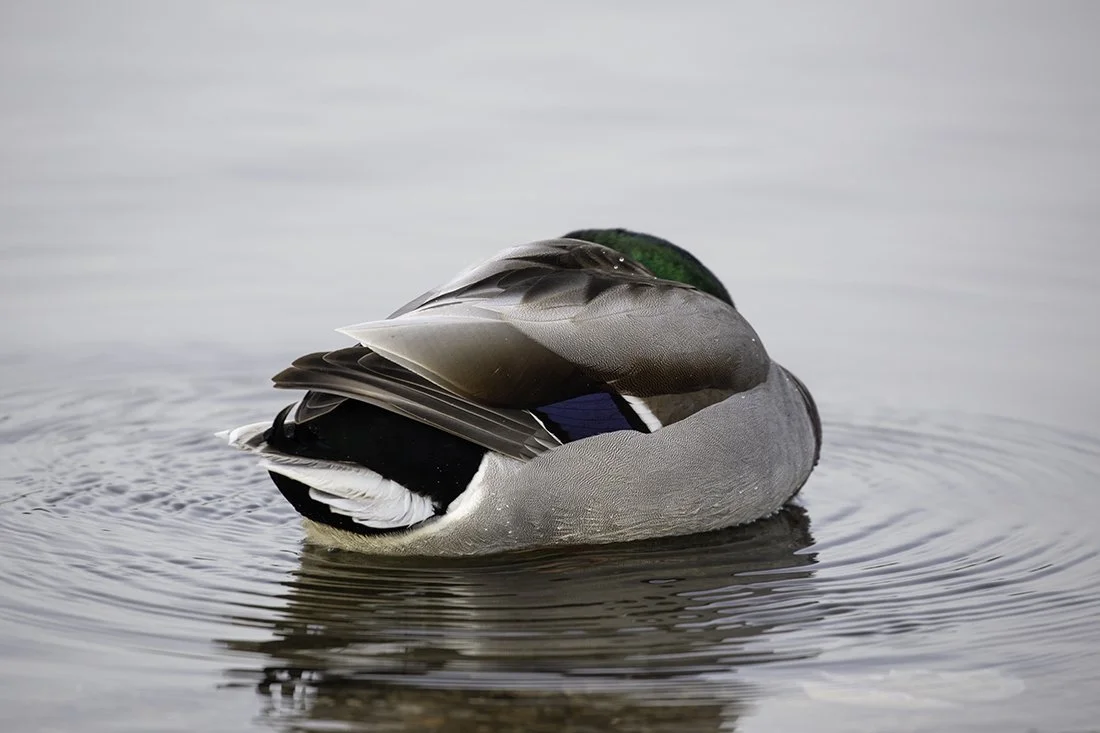 Mallard on Mere