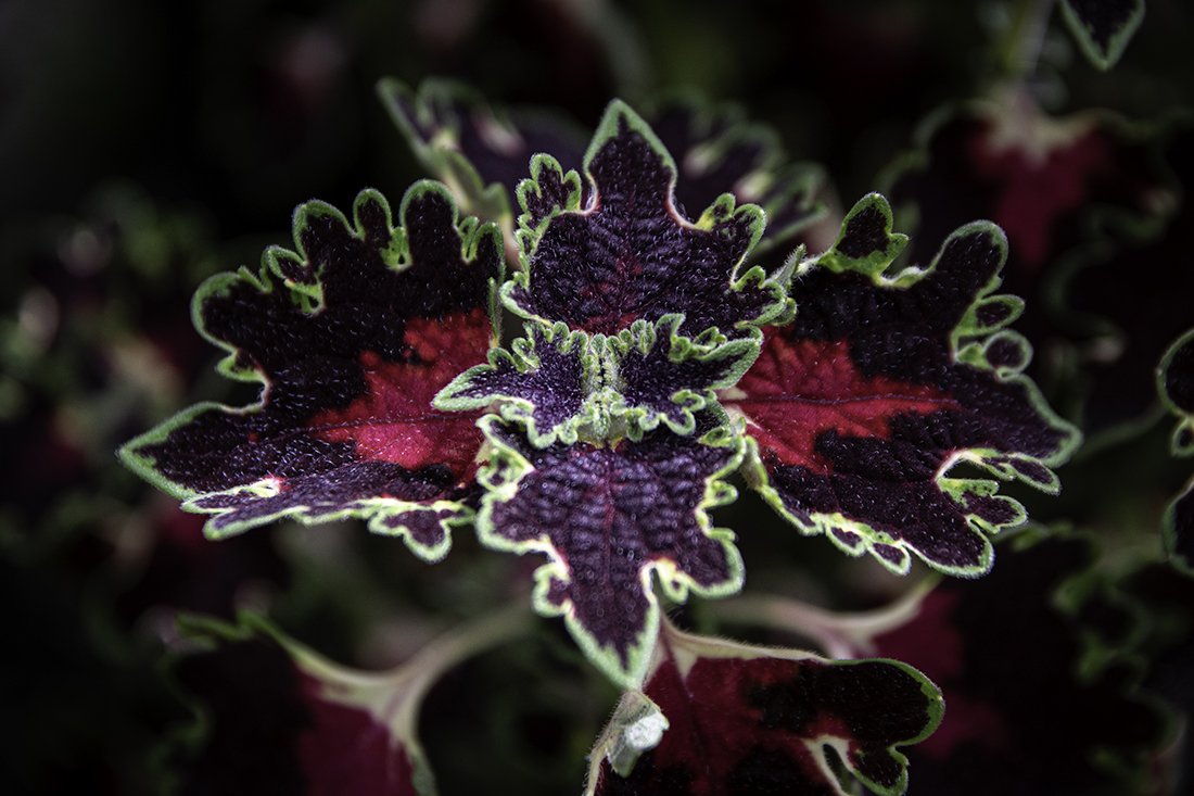 Coleus Burgundy Wedding Train
