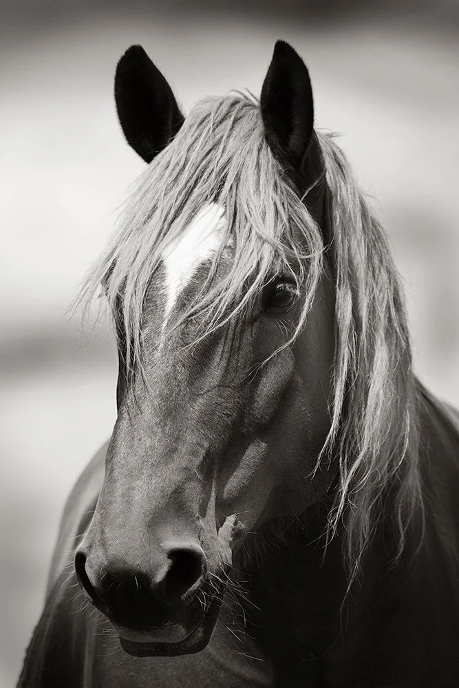 08 Suffolk Punch Portrait