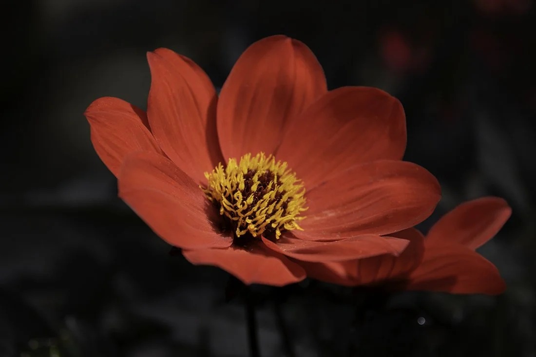 Dahlia -Bishop of Llandaff