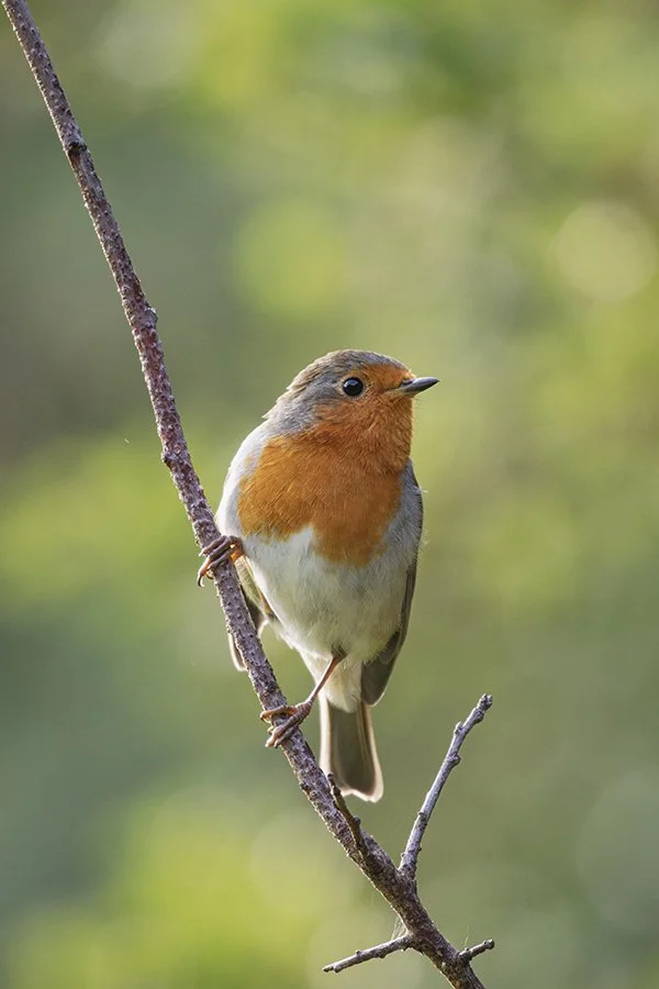 Robin on branch Tunstall