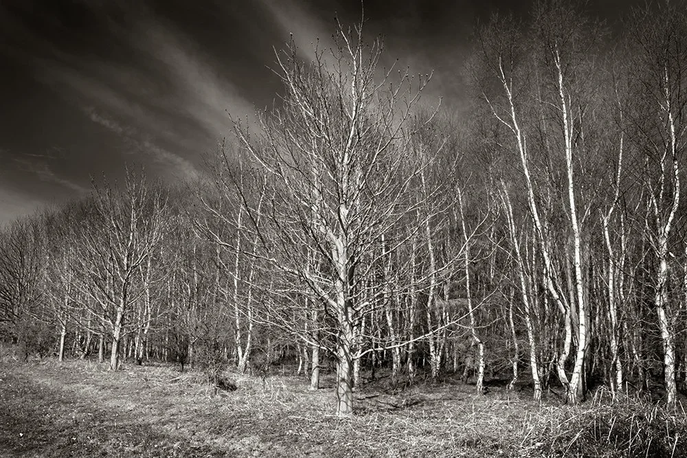 04 Rendlesham Forest Birch