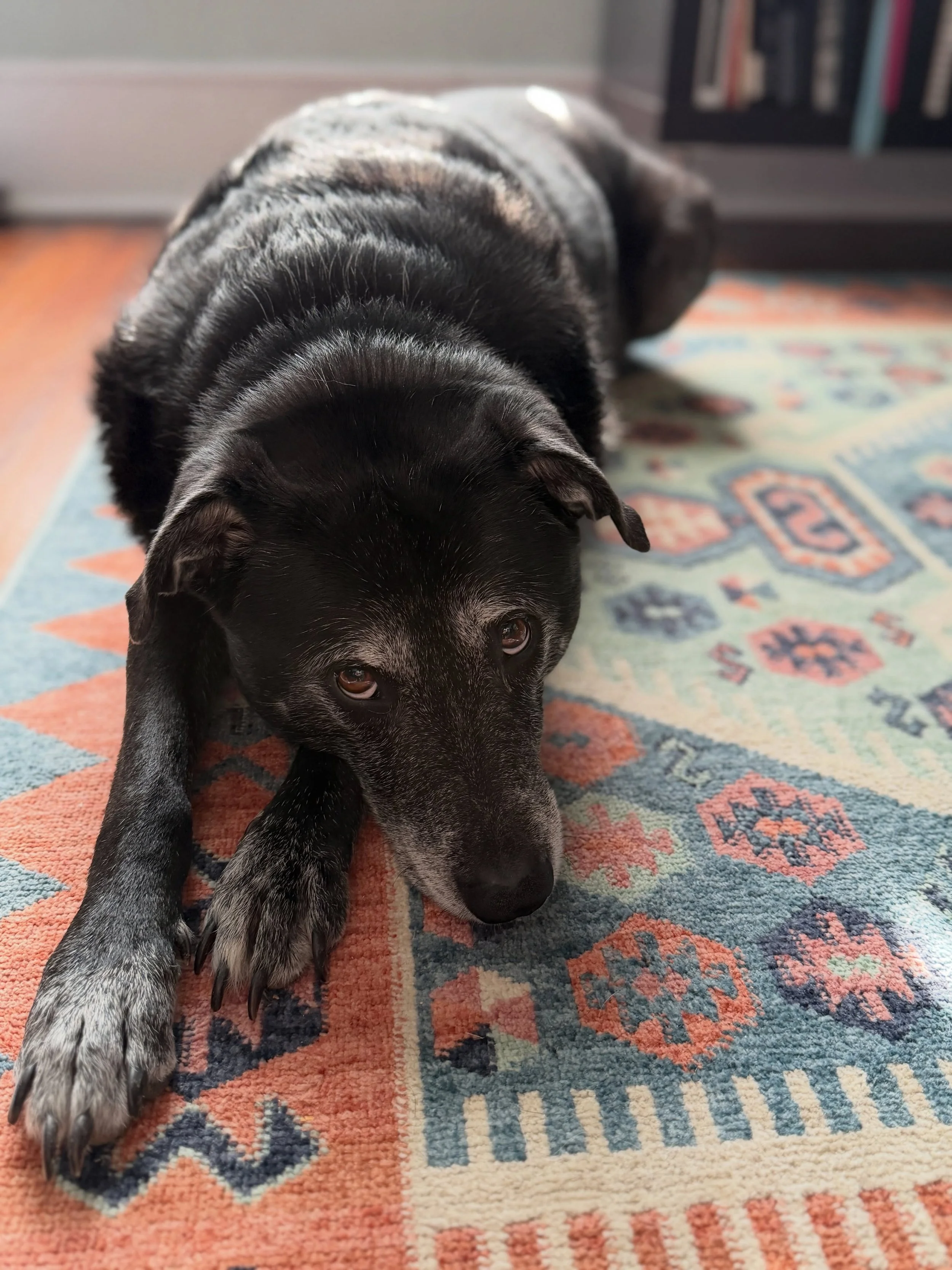 Hugo wants you to know you&rsquo;re worthy and loved. He also wants to know if you have any food. Or would like to scratch his butt. 
But mostly he wants you to know you&rsquo;re a lovely, perfect human.