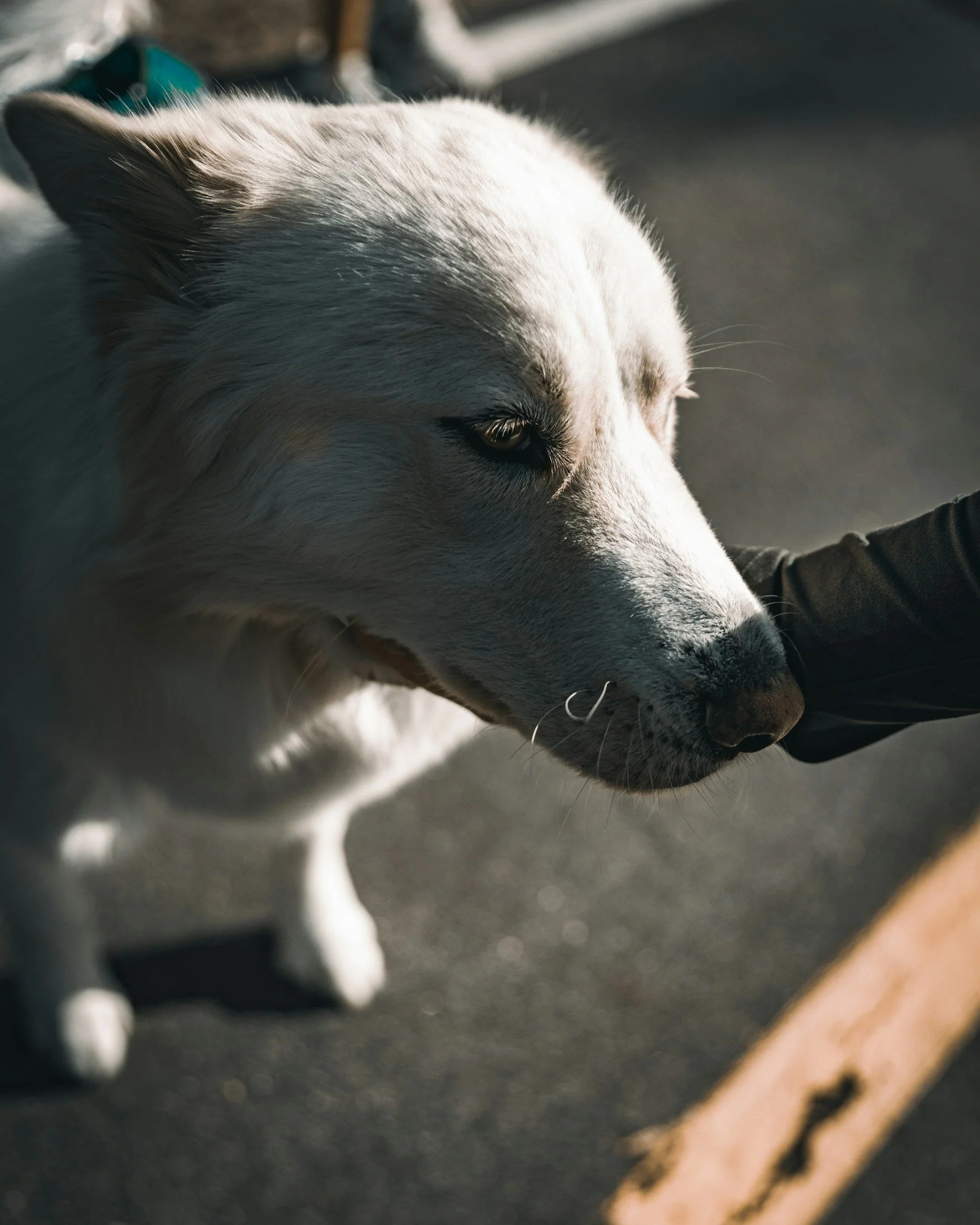 Dog Bite Injuries in Las Vegas: Your Rights and Options After an Animal Attack